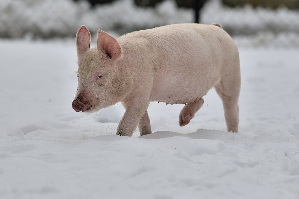 Ferkel 3 012015