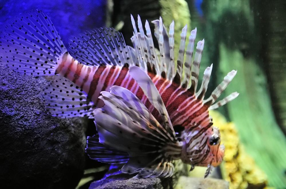 Feuerfisch