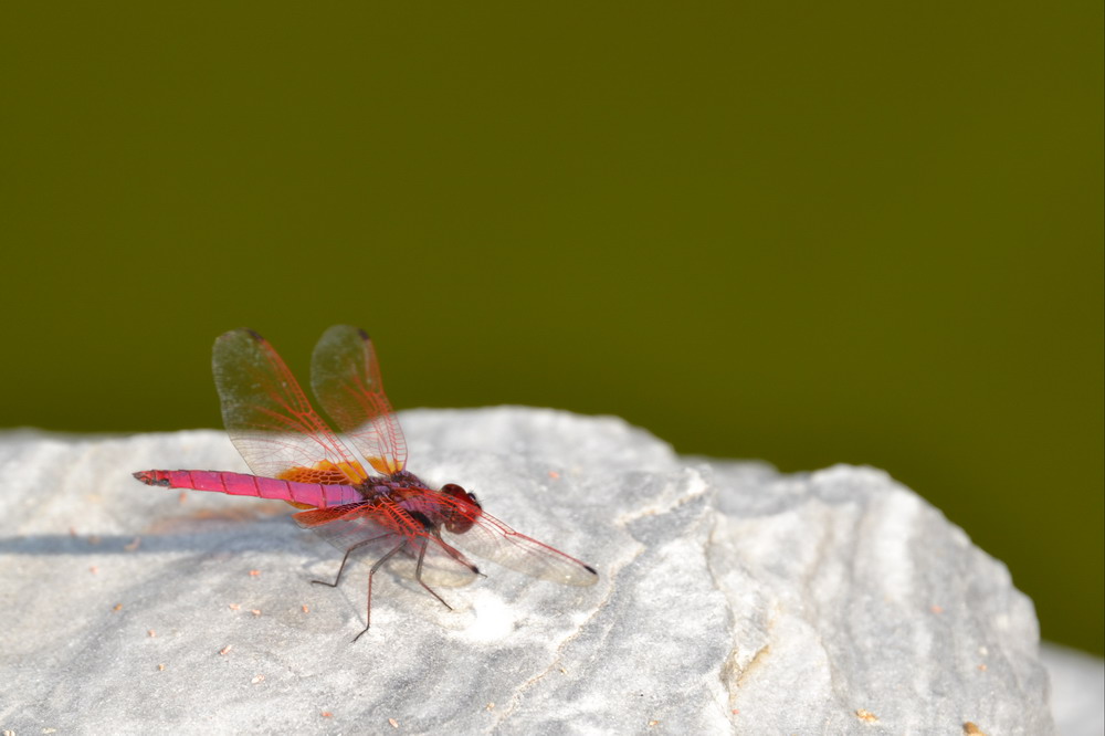 Feuerlibelle
