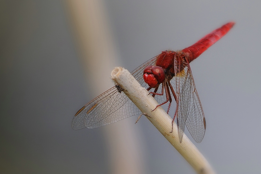 Feuerlibelle