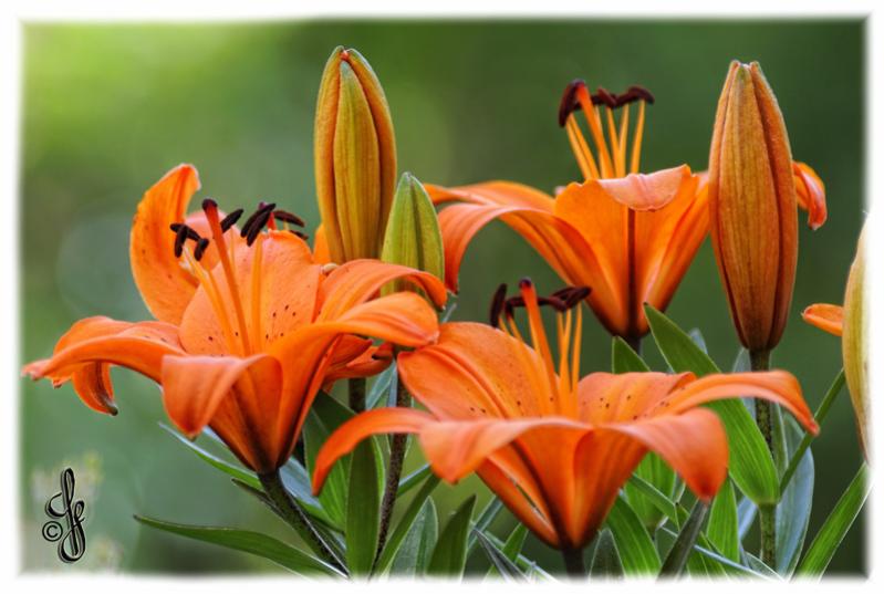 Feuerlilien
