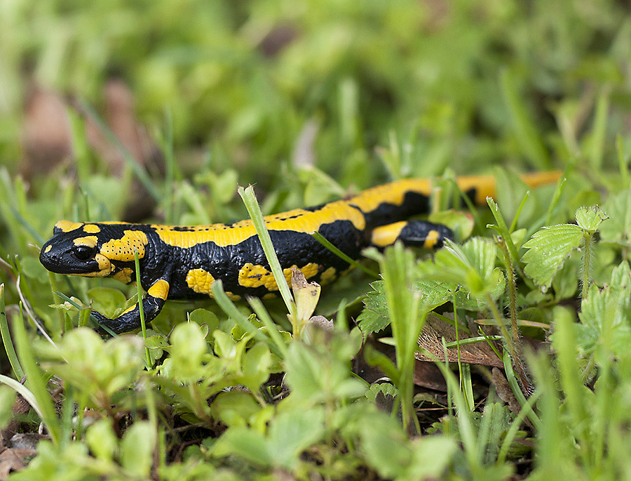 Feuersalamander 01