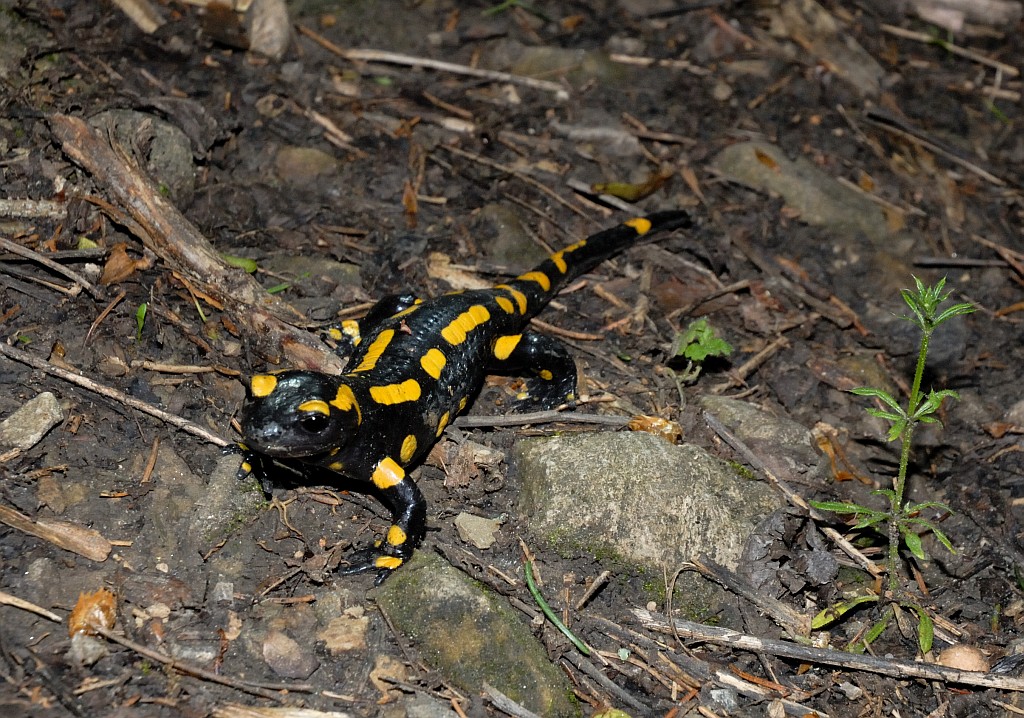 Feuersalamander im Wald