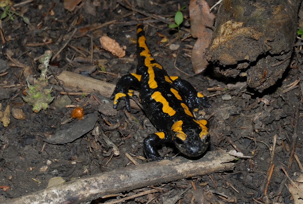 Feuersalamander