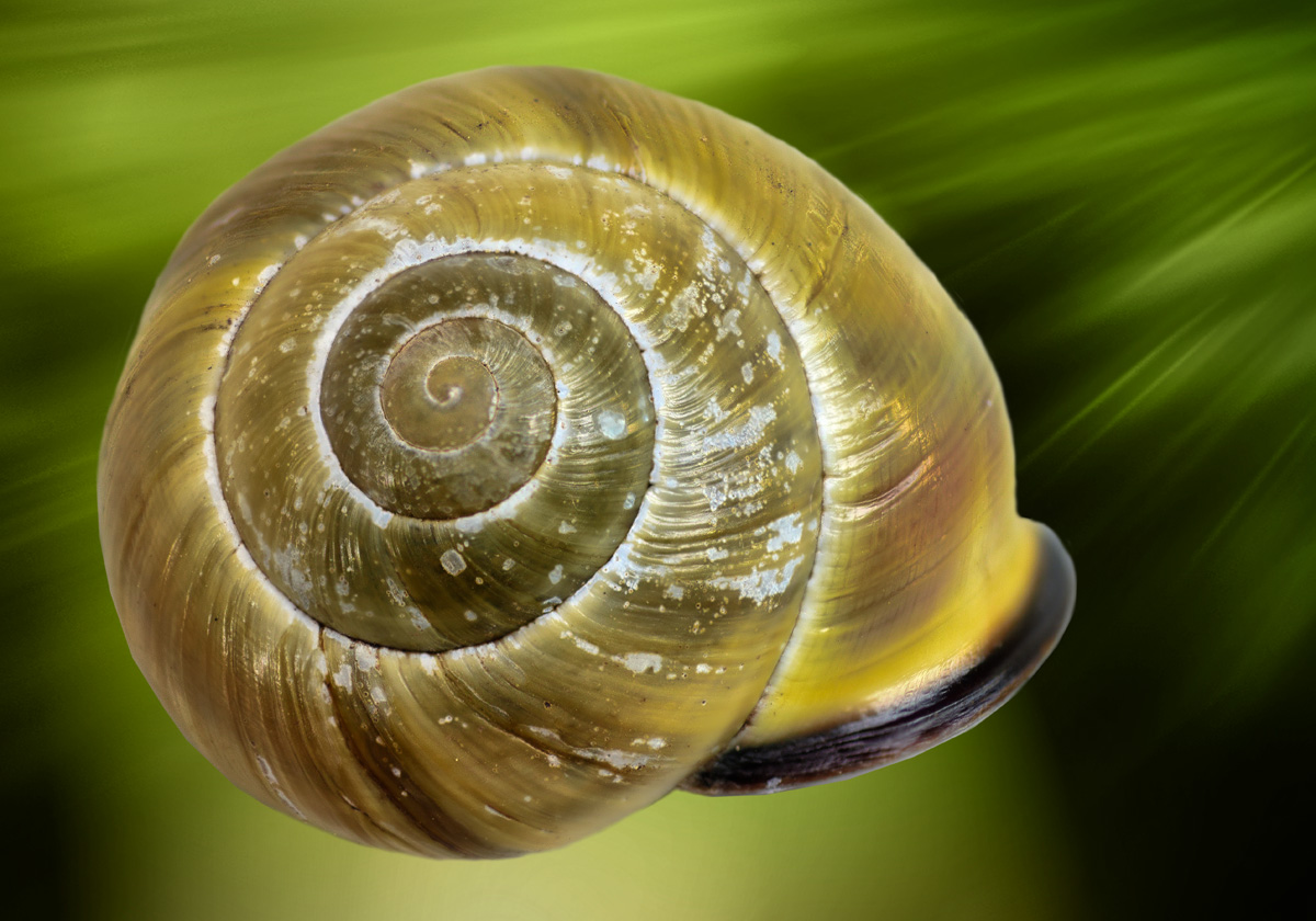 Fibonacci und die Natur_01.jpg