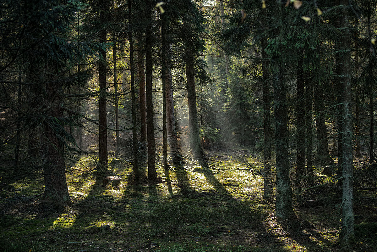 Fichtenwald Bullenkuhle