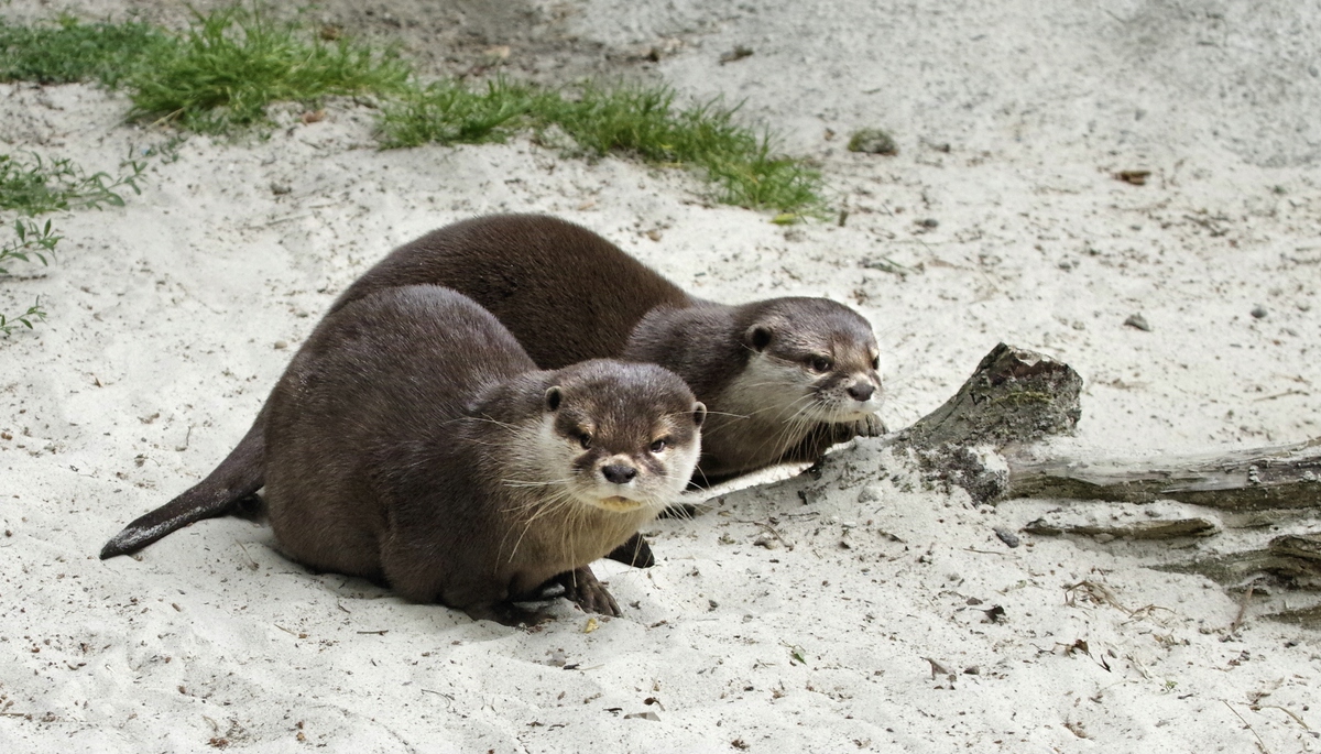 Fingerotter 1.jpg