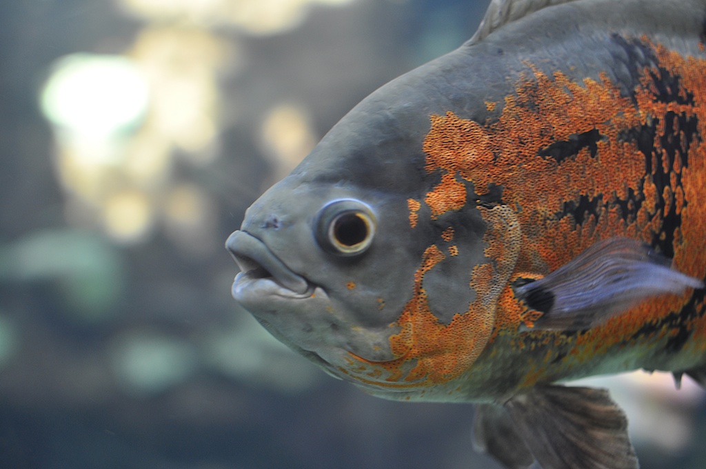 Fisch 5