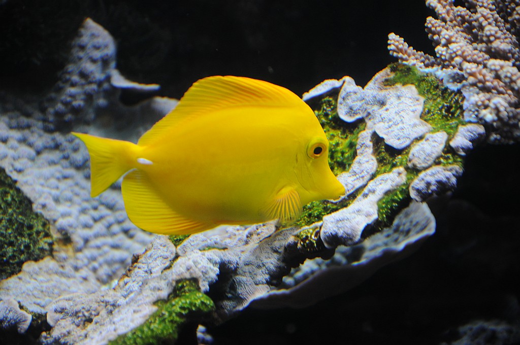 Fisch gelb
