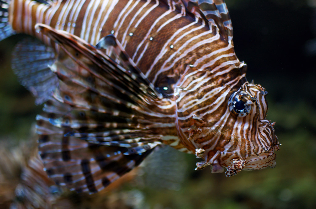 Fisch (Georgia Aquarium)