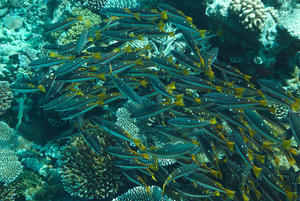 Fisch Schwarm 2