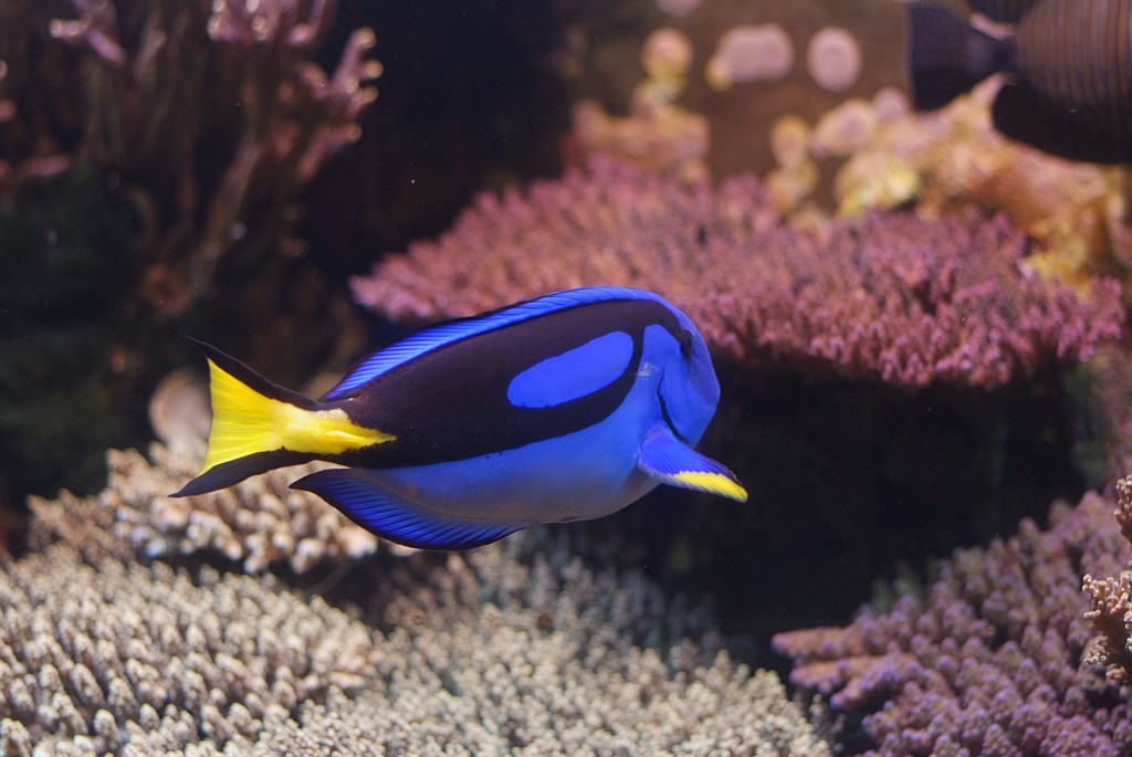 Fisch