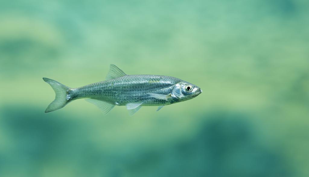 fisch
