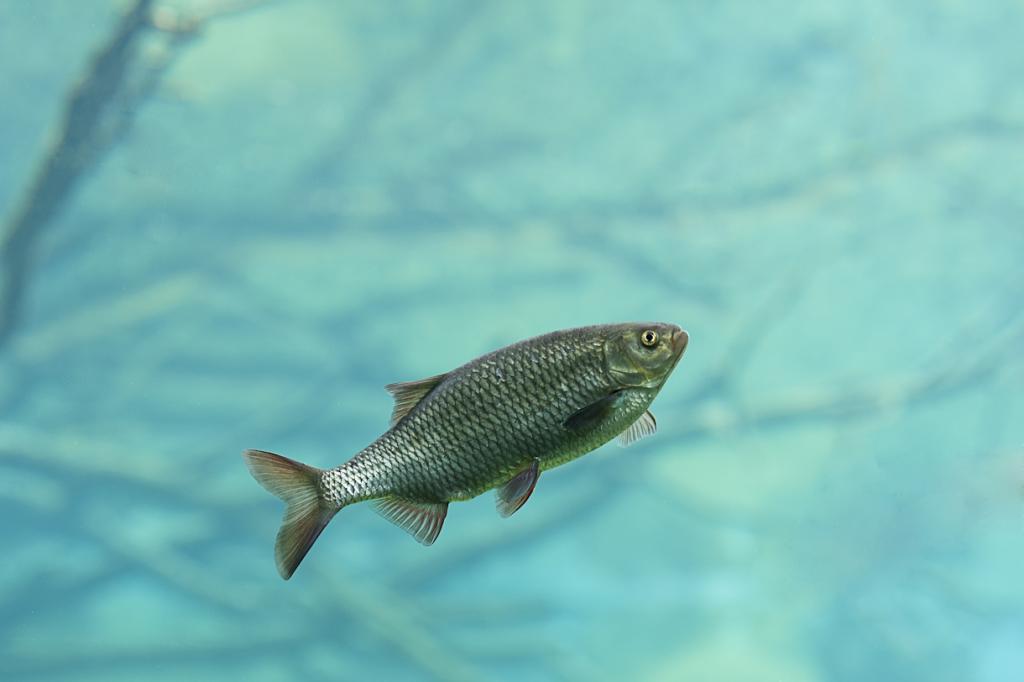 fisch