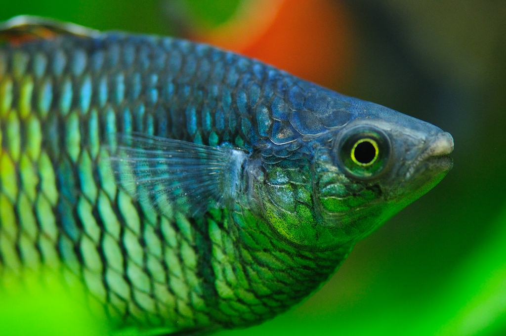 Fisch