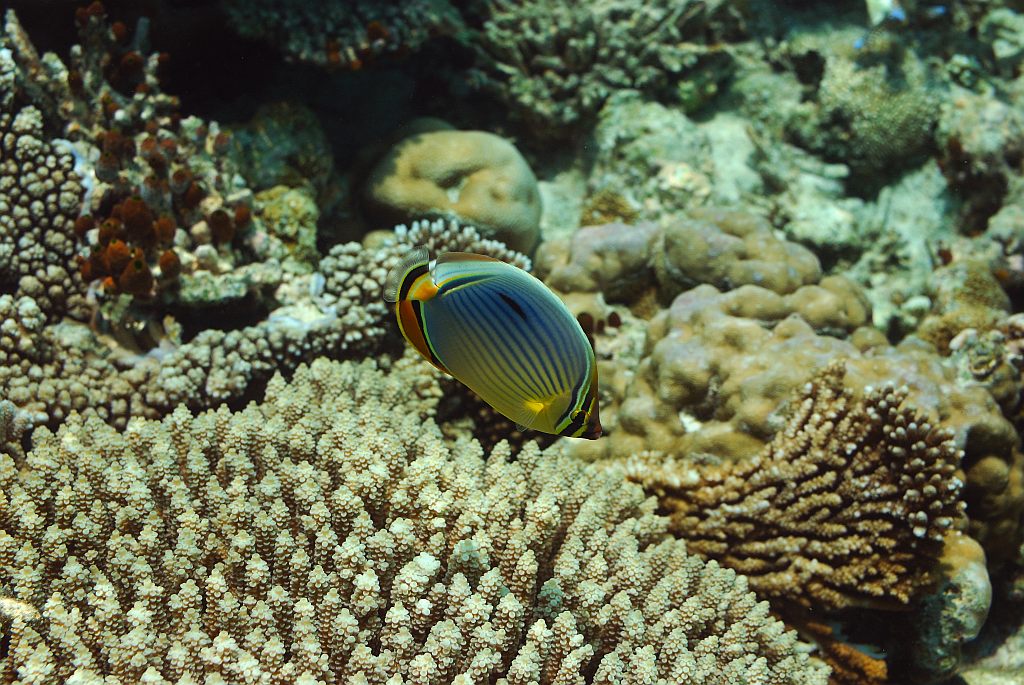 Fisch2