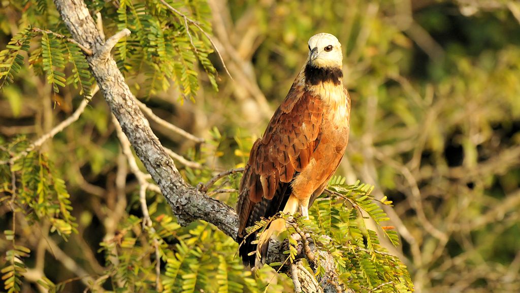 Fischbussard (Black Collared Hawk)
Rupununi bei Karanambu
4862