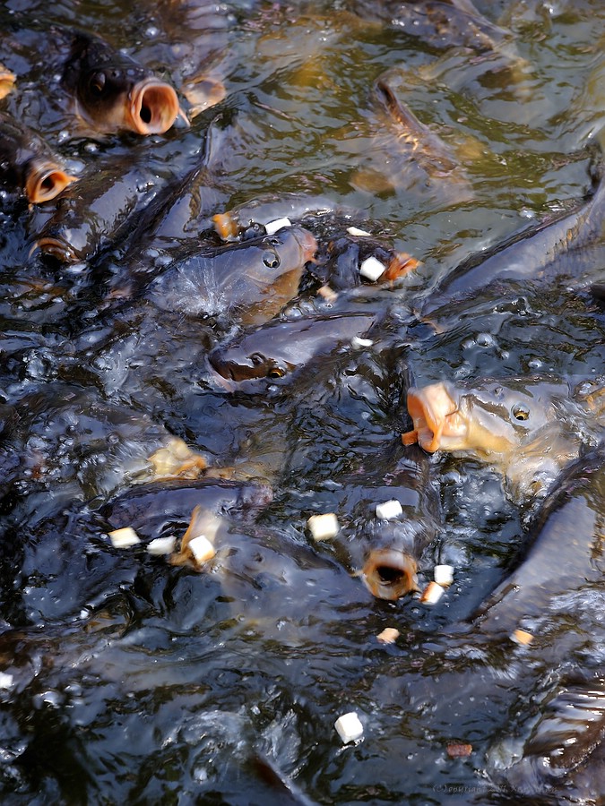 fische füttern