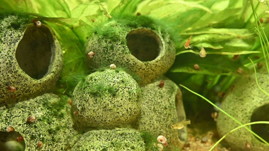 Fischlies900.jpg