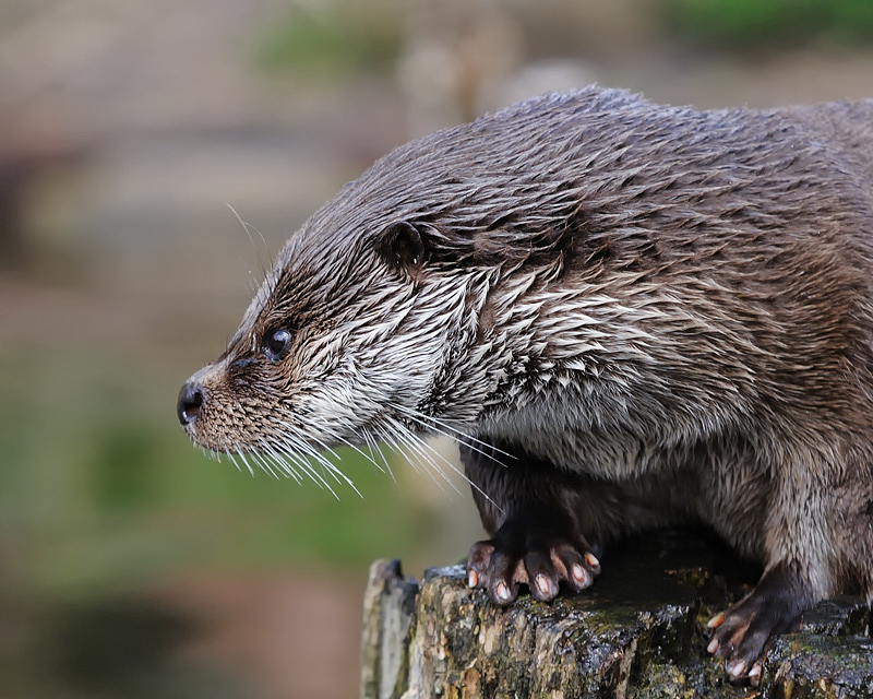 Fischotter
Tiergarten Nürnberg