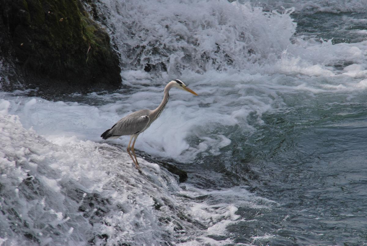 Fischreiher am Rheinfall