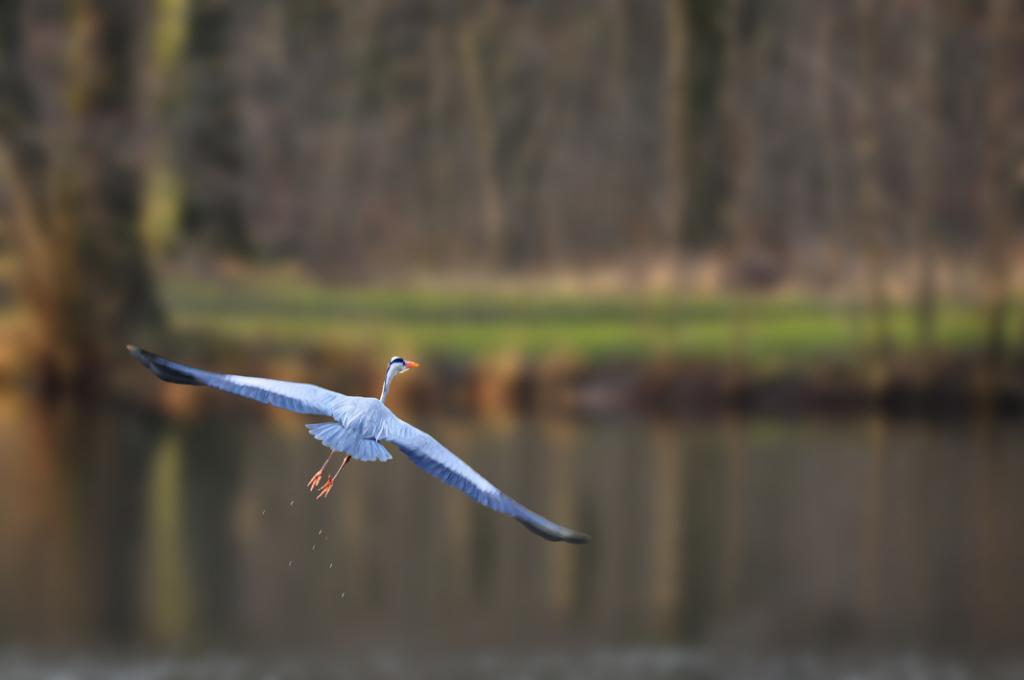 Fischreiher im Januar