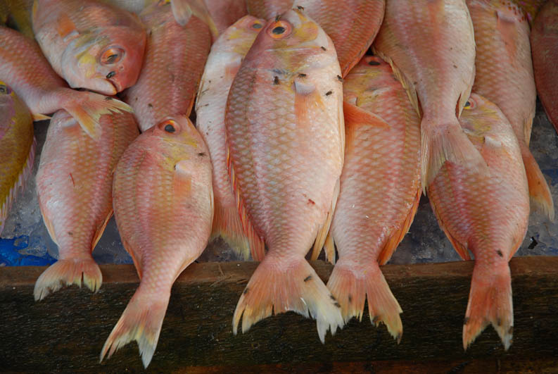 Fishmarket in Cochin