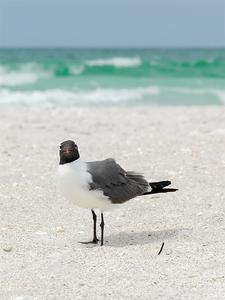 FL_Vogel.jpg