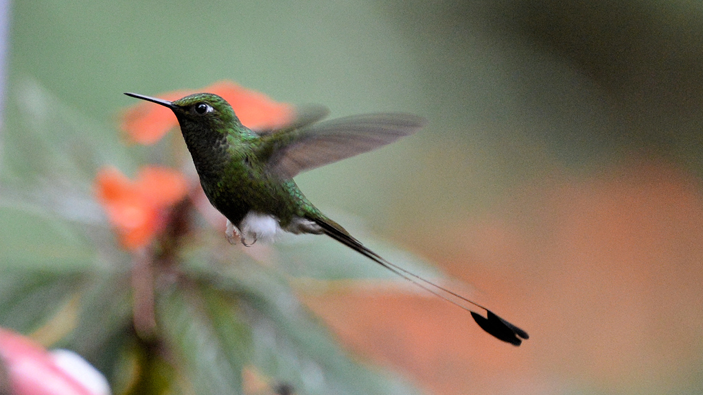 Flaggensylphe (Booted Rackettail)
Bella Vista Cloud Forest
4487
