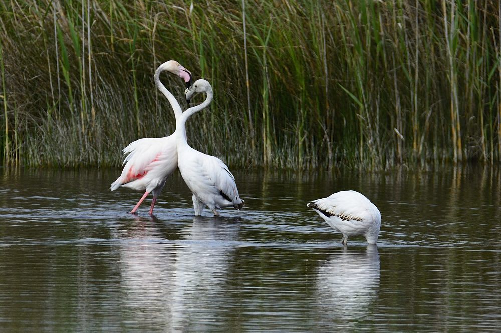 Flamingo 2015 05373