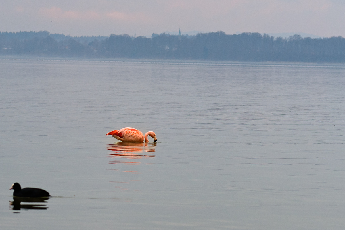 Flamingo am Chiemsee