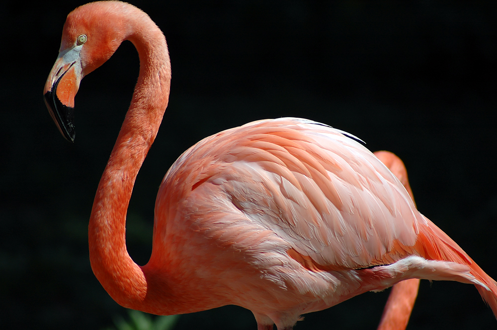Flamingo.jpg