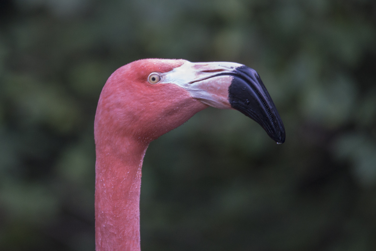 Flamingo.jpg