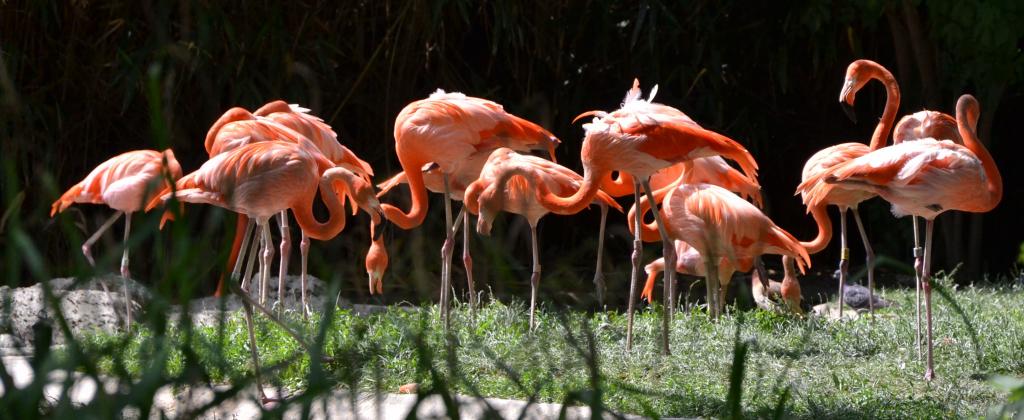 Flamingo