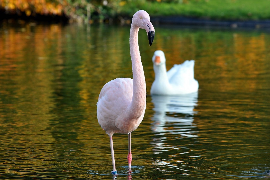 Flamingo
