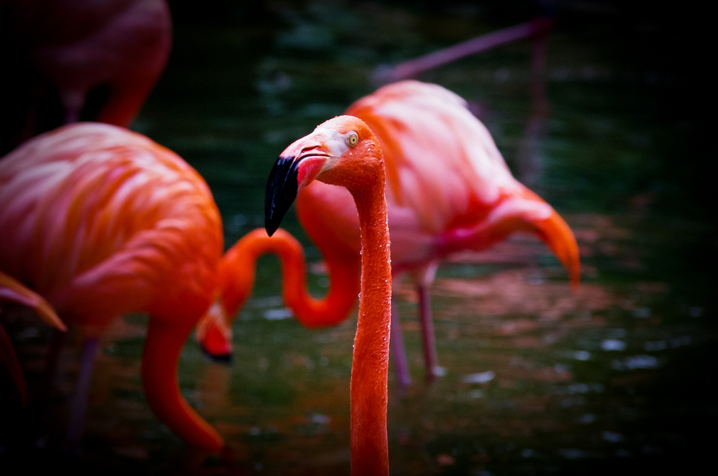 Flamingo