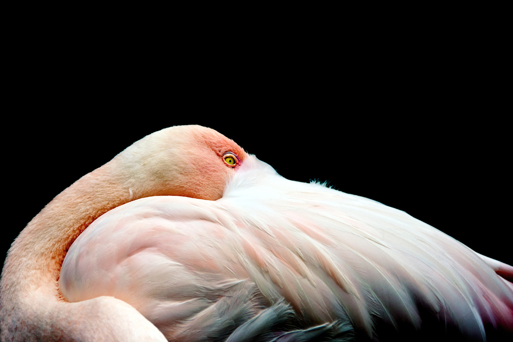 Flamingo