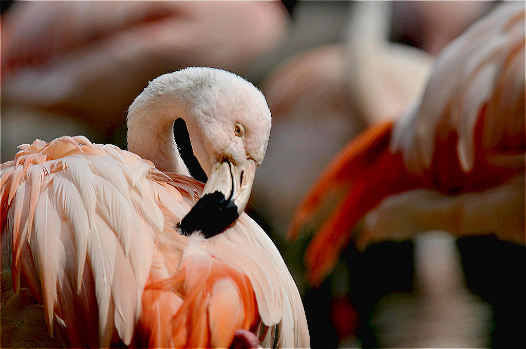 Flamingo