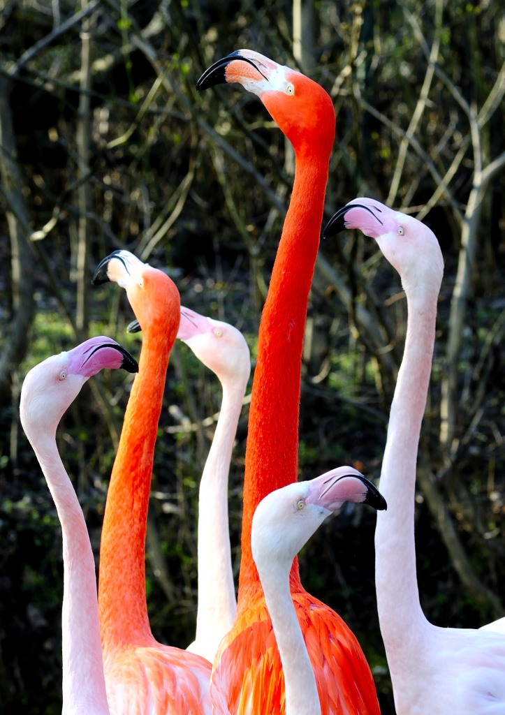 Flamingos im Frühling