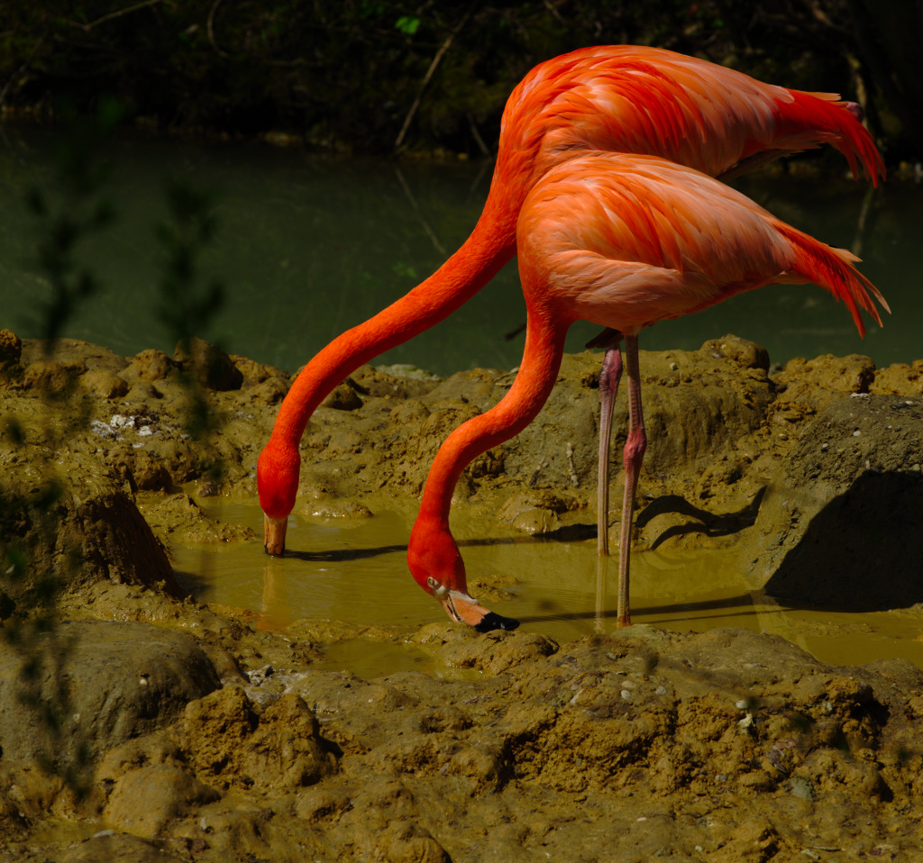 Flamingos im Tierpark Hellabrunn