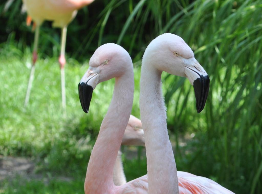 Flamingos