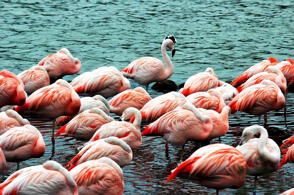 Flamingos