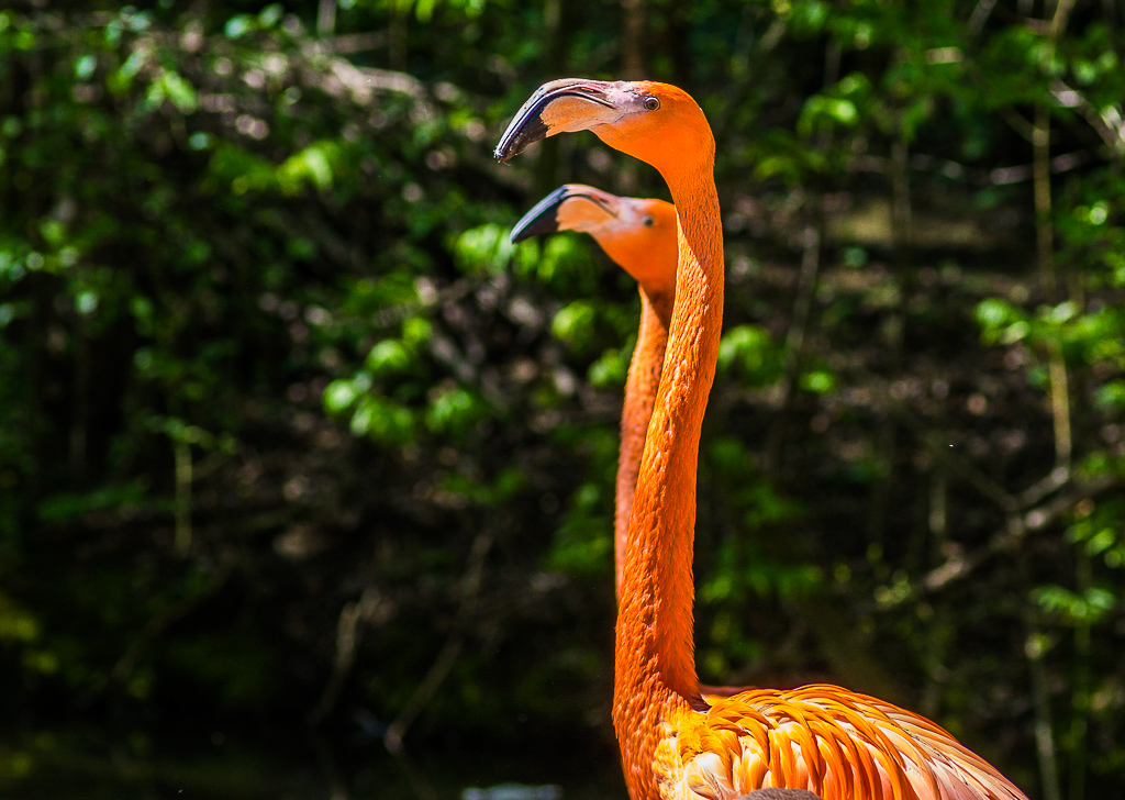 Flamingos