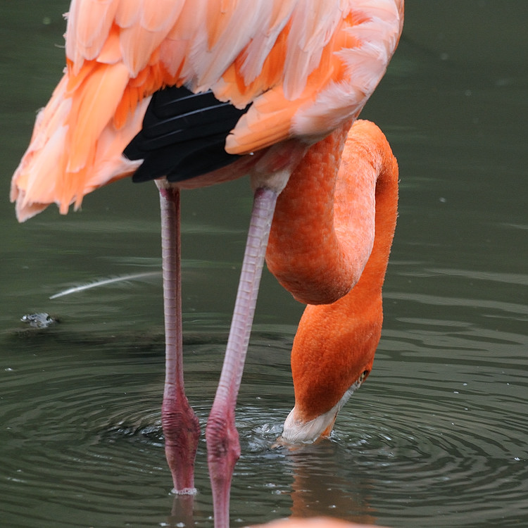 Flamingos013