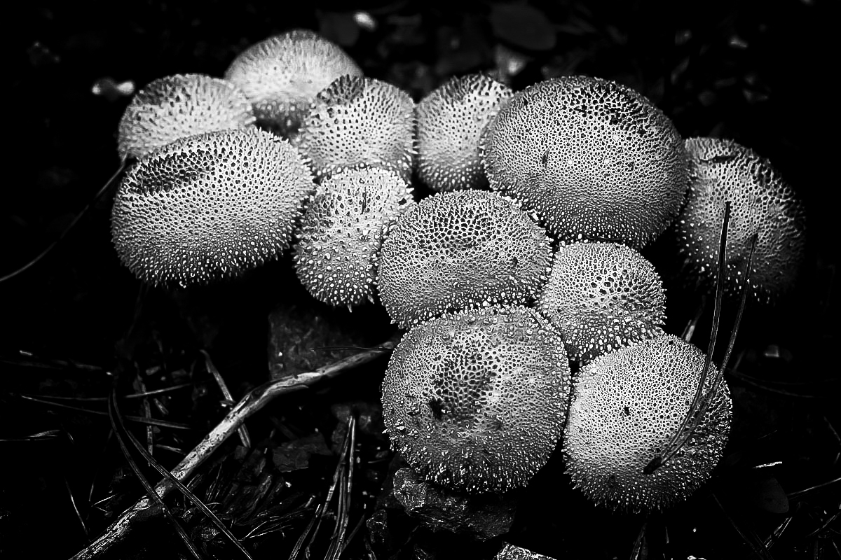 Flaschenboviste BW (1 von 1).JPG