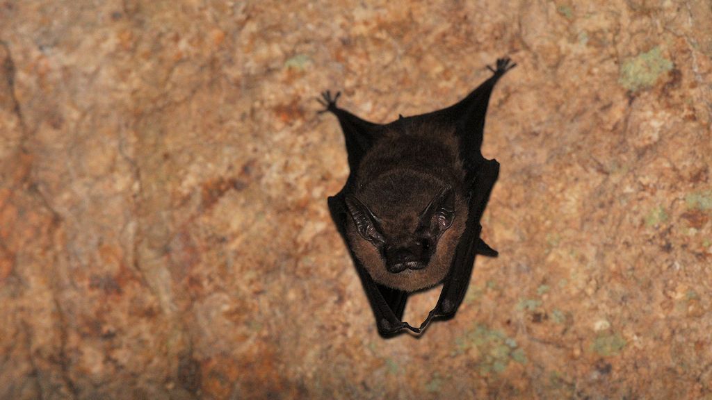 Fledermaus
Panorama Trail
3684