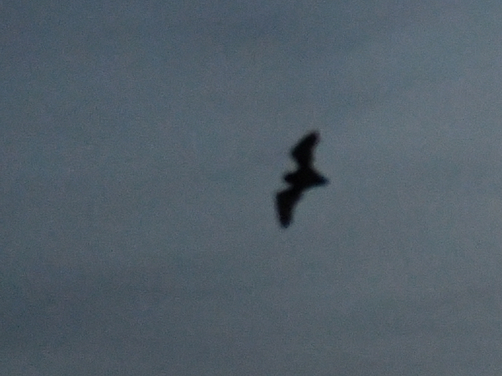 Fledermaus1.jpg