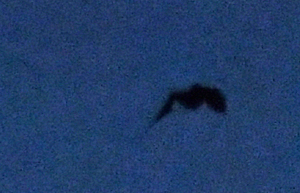 Fledermaus2.jpg