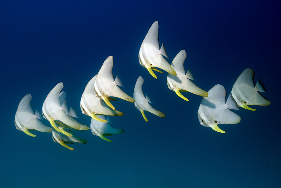 Fledermausfische