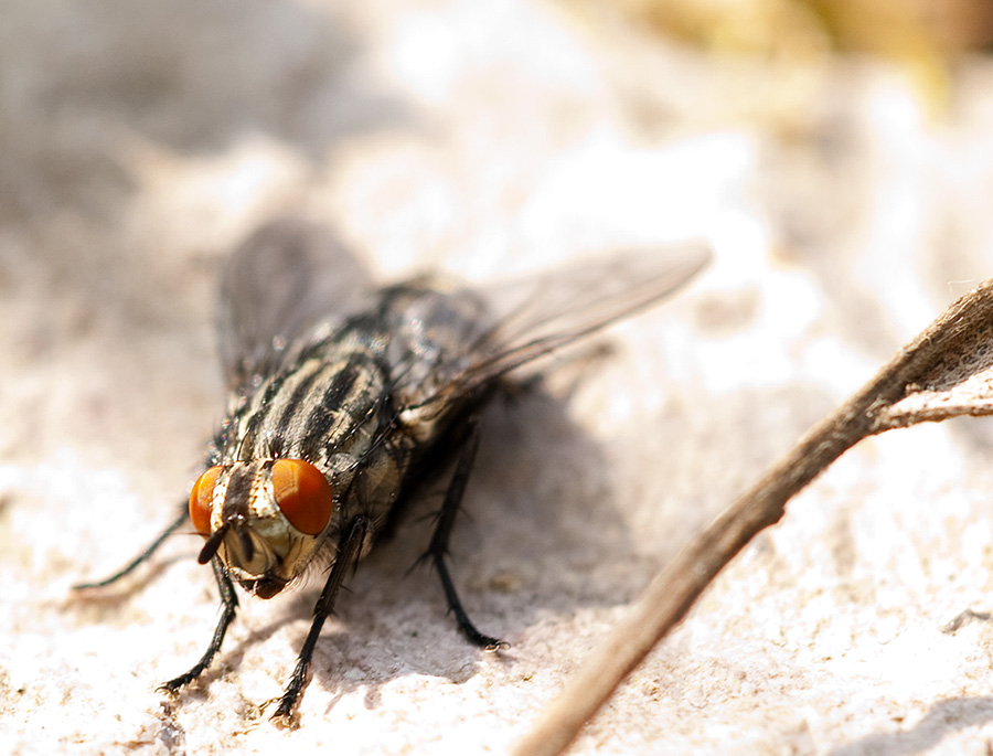 Fliege 02